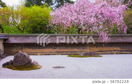 京都　龍安寺の石庭と枝垂れ桜 56702229