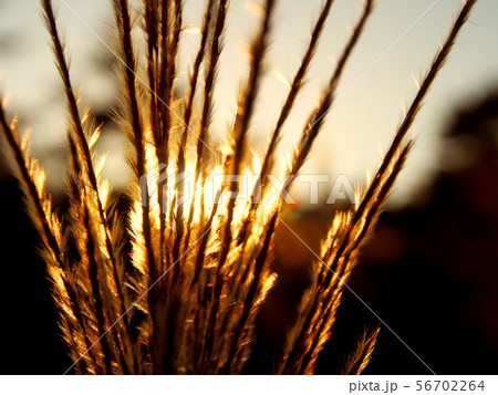 夕陽に輝く金色の秋草(ススキ) 夕陽に輝く金色の秋草(ススキ) 56702264