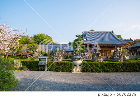 京都五智山蓮華寺の石仏と桜 56702278