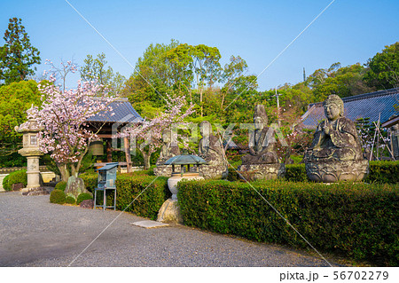 京都五智山蓮華寺の石仏と桜 56702279