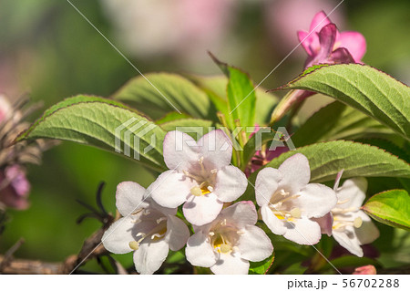 Beautiful vibrant pink Weigela flowers 56702288