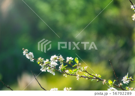 Beautiful branches of a blossoming apple tree 56702289