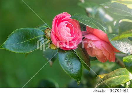 Beautiful vibrant pink camellia flowers. 56702465