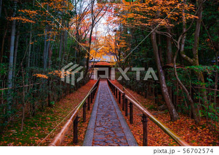 京都 高桐院の紅葉 京都 高桐院の紅葉 56702574