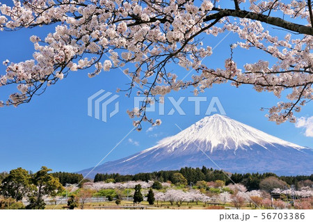 日本の春　富士山と桜 56703386