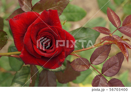 Close up top view of half-open caucasian rose 56703400