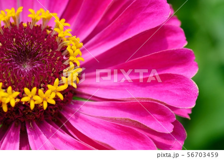 百日草（ジニア） 56703459