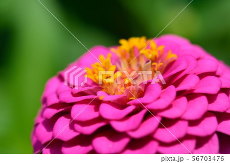 百日草（ジニア） 56703476