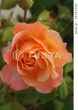 Close-up half-open bright orange tea rosesの写真素材 [56703490] - PIXTA