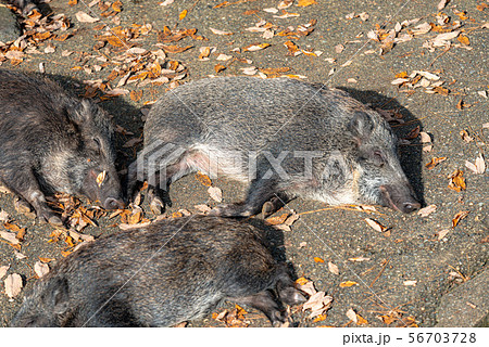 昼寝中のイノシシ 56703728