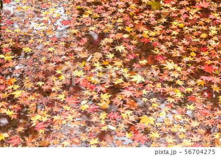西池の紅葉 天授庵 56704275