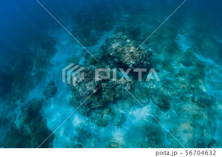Underwater scene in ocean with corals. Underwater scene in ocean with corals. 56704632
