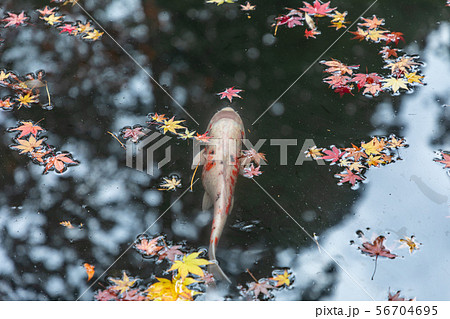 西池の鯉と紅葉 天授庵 56704695