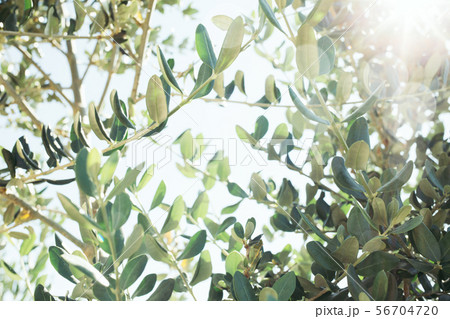 Olive branches against sunlight. 56704720