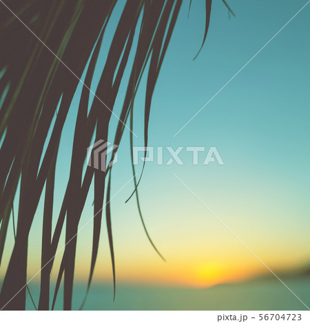 Palm leave against sunset. Palm leave against sunset. 56704723