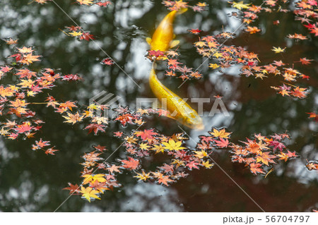 西池の鯉と紅葉 天授庵 西池の鯉と紅葉 天授庵 56704797