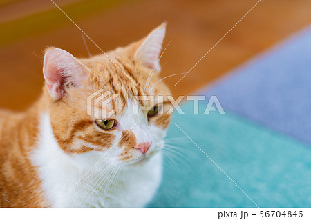 リビングでくつろぐ茶白ネコ 56704846