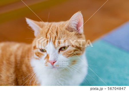 リビングでくつろぐ茶白ネコ 56704847