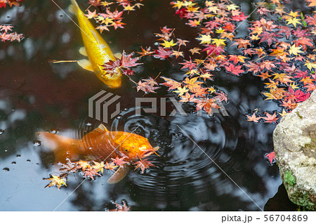 西池の鯉と紅葉 天授庵 西池の鯉と紅葉 天授庵 56704869