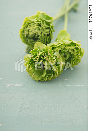 ラナンキュラス 56704975