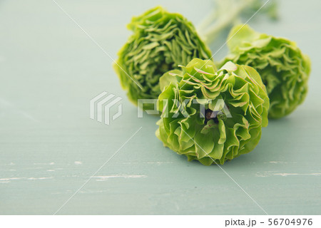 ラナンキュラス 56704976