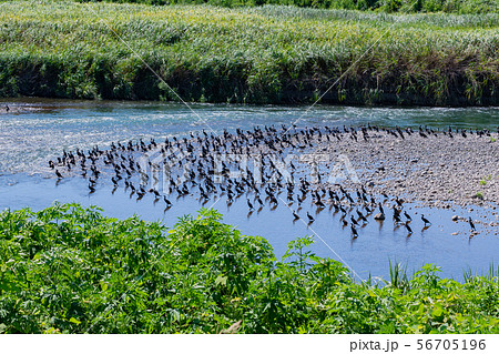 静岡県伊豆の国市　狩野川に集まった野鳥の群れ 56705196