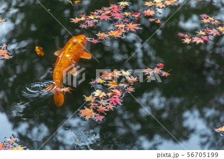 西池の鯉と紅葉 天授庵 西池の鯉と紅葉 天授庵 56705199