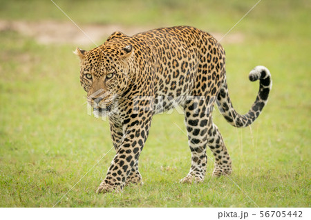 Male leopard crosses short grass curling tail 56705442