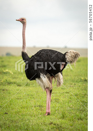 Male common ostrich stands in short grass 56705452