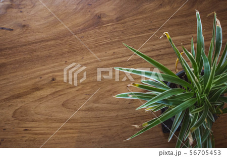Cactus in the pot on wooden table. 56705453