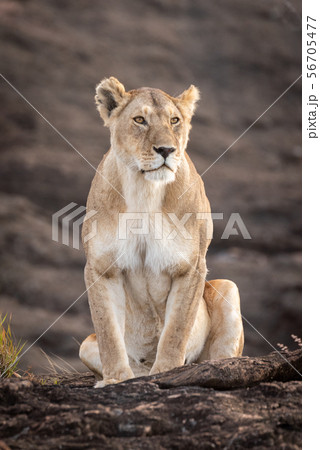 Lioness sits on rock by grass tuft 56705477