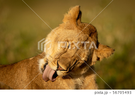 Lioness lies licking shoulder with eyes closed Lioness lies licking shoulder with eyes closed 56705493