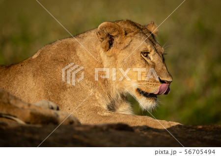 Lioness lies licking lips with grassy background Lioness lies licking lips with grassy background 56705494