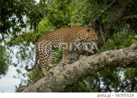 Leopard walking up lichen-covered branch lifting 56705529