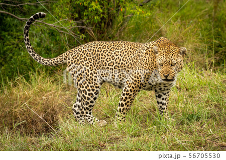 Leopard stands snarling with head held low 56705530