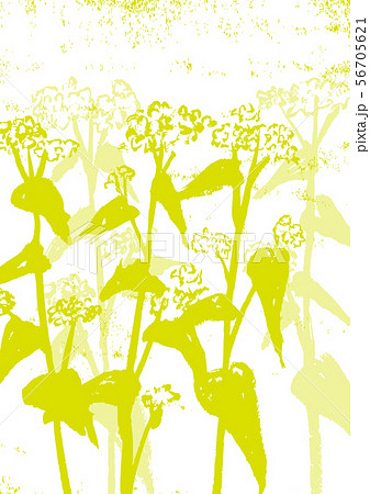 そばの花　水彩画 56705621