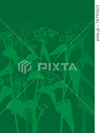 そばの花　水彩画 56705622