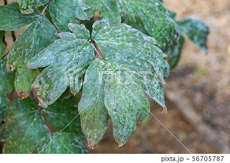 うどん粉病のボタンの葉の写真素材