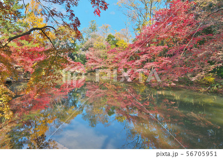 水辺の秋 水辺の秋 56705951