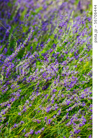 Lavandula or lavender respectively. 56706444