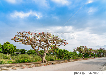 沖縄　竹富島　港からの道　デイゴの並木道 56706582