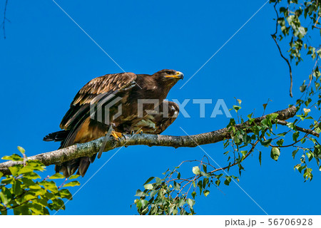 Harris's hawk, Parabuteo unicinctus, bay-winged hawk or dusky hawk 56706928