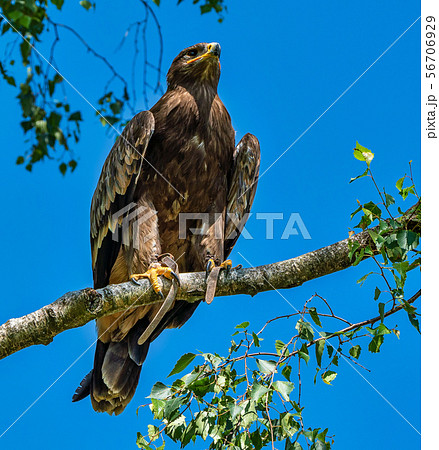 Harris's hawk, Parabuteo unicinctus, bay-winged hawk or dusky hawk Harris's hawk, Parabuteo unicinctus, bay-winged hawk or dusky hawk 56706929