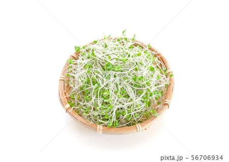 ブロッコリースプラウト ブロッコリースプラウト 56706934