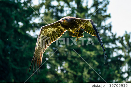 Harris's hawk, Parabuteo unicinctus, bay-winged hawk or dusky hawk 56706936