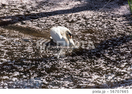 金沢の卯辰山大池の桜 56707665