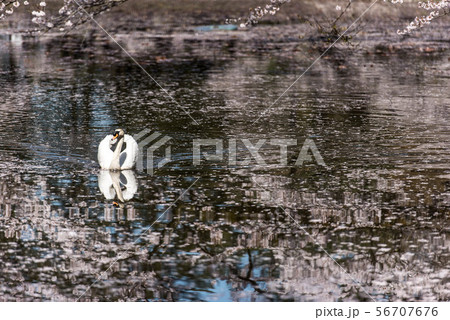 金沢の卯辰山大池の桜 金沢の卯辰山大池の桜 56707676