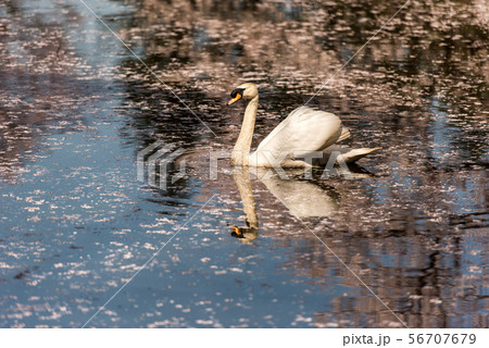 金沢の卯辰山大池の桜 56707679
