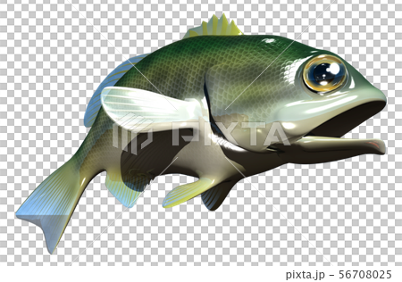 Black Bass 56708025