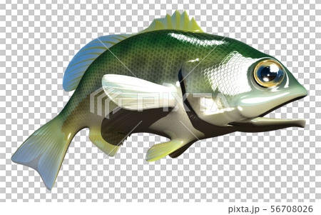 Black Bass 56708026